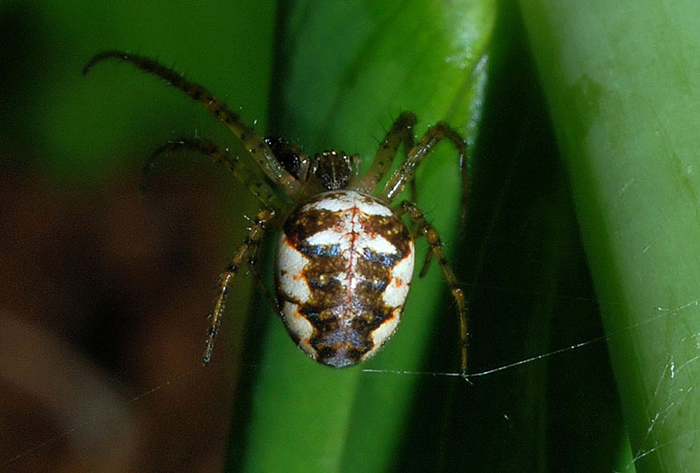 Metellina sp.